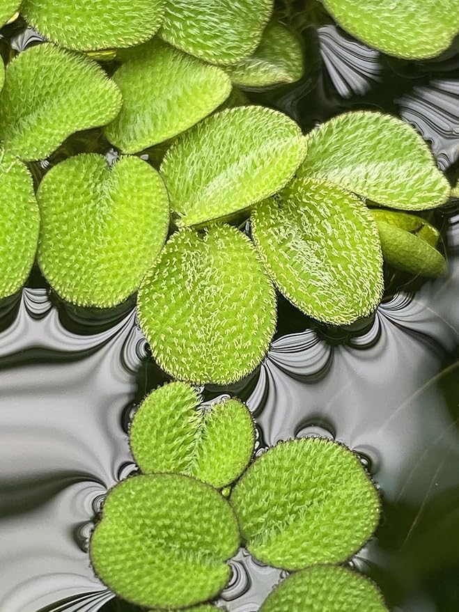 Huge Portion Salvinia Minima Water Spangles Live Floating Aquarium Plant Live Awesome Aquatic
