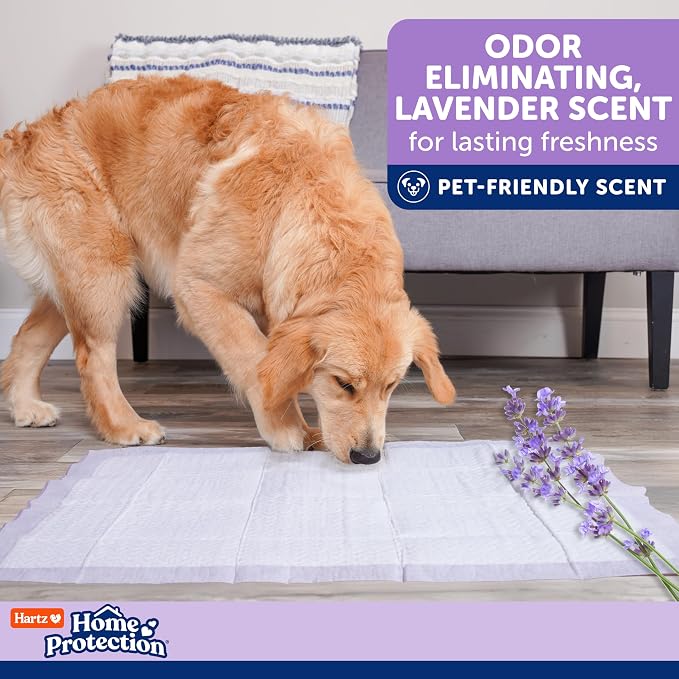 Hartz Home Protection Lavender Scent Odor Eliminating Dog Pads, 3XL, 30ct | Thicker Quilted, Super Absorbent, Quick Drying, No Leaks, No Odors, FlashDry Technology