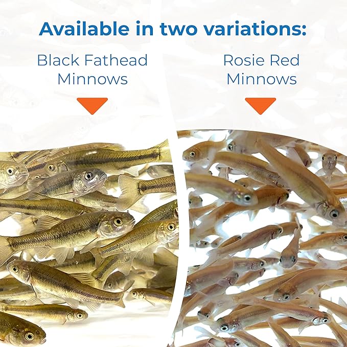 Toledo Goldfish Rosie Red Minnows - Versatile Live Fish Perfect for Aquariums or as Feeder Fish for Ponds - 0.5-1.5 Inches, 100 Count