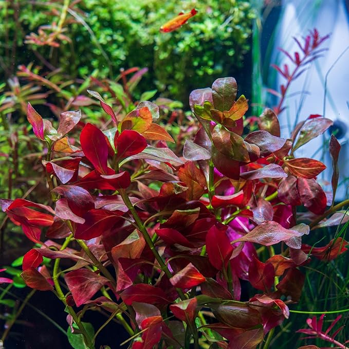 SubstrateSource Live Plants – Ludwigia Ovalis – Moderate to High Light, Green to Orange, Midground Accent – Lead Bunch, 4 Pack