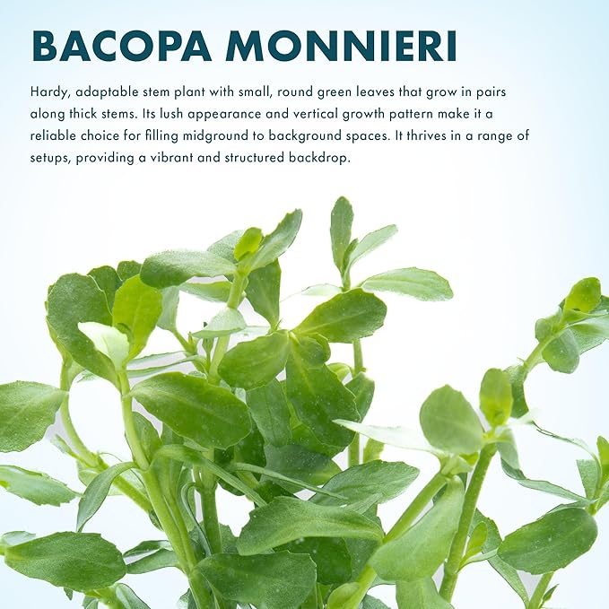 SubstrateSource Live Aquarium Stem Plants - Freshwater Aquatic Plant for Fish Tanks, Aquascaping - (Moneywort Bacopa Monnieri, 1 Bunch)