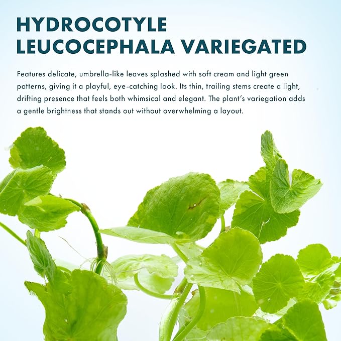 SubstrateSource Live Aquarium Stem Plants - Freshwater Aquatic Plant for Fish Tanks, Aquascaping - (Hydrocotyle Leucocephala Variegated, Pot)