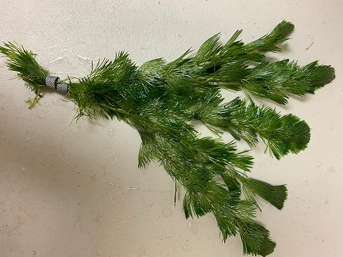 Marcus Fish Tanks Green Cabomba Caroliniana Easy Live Aquarium Plants for Aquatic Freshwater Fish Tank BUY2GET1FREE