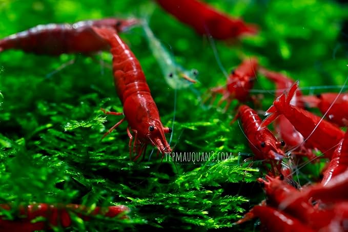 ShrimpRack™ 10 Live Neocaridina Freshwater Shrimps for Your Aquariums. Fully Mature Breeding Age. Live Arrival Guarantee. Pick Your Colors (Fire Red)