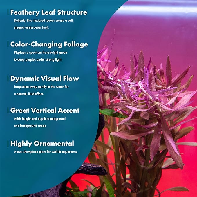 SubstrateSource Live Aquarium Stem Plants - Freshwater Aquatic Plant for Fish Tanks, Aquascaping - (Limnophila Aromatica, 4 Bunches)