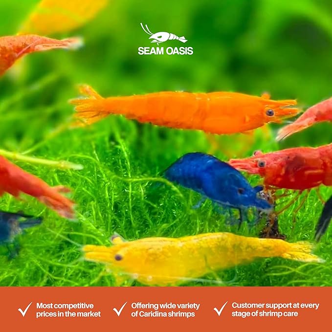 Mix Neocaridina Shrimps for Freshwater Aquariums (Pack of 10)