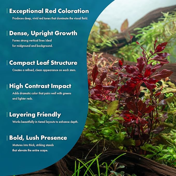 SubstrateSource Live Aquarium Red Stem Plants - Freshwater Aquatic Plant for Fish Tanks, Aquascaping - (Ludwigia Natans Super, 1 Bunch)