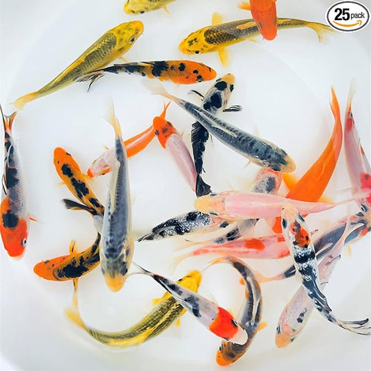 Toledo Goldfish Standard Fin Koi, Variety of Colors and Patterns - Beautiful Live Fish Perfect for Ponds, Tanks, and Aquariums - 6-8 Inches, 25 Count