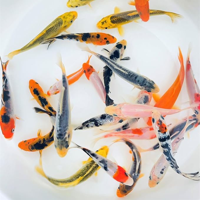 Toledo Goldfish Standard Fin Koi, Variety of Colors and Patterns - Beautiful Live Fish Perfect for Ponds, Tanks, and Aquariums - 6-8 Inches, 5 Count