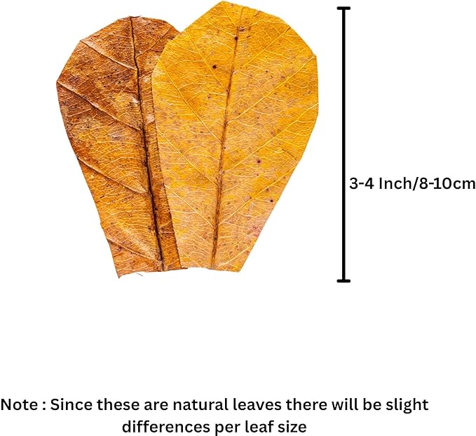 Leaf Litter for Isopods Vivarium Indian Almond Leaves , Tarantulas, Spiders, Crickets Millipedes & Reptiles – 80pcs Natural 4" Dried Catappa Leaves for Bioactive Terrariums,Aquariums & Habitat