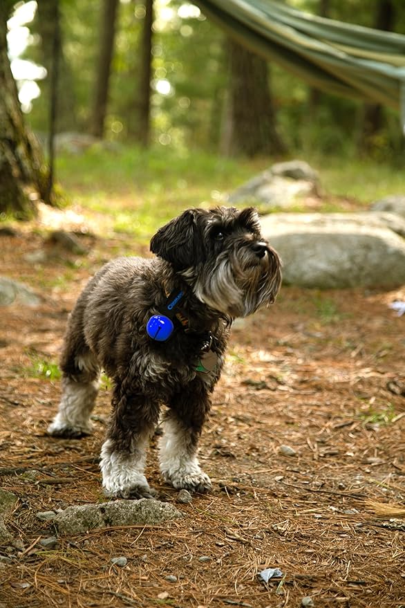 Coghlan's Magnetic Bear Bell with Silencer - Hiking Safety Gear for Wildlife Alert - Blue
