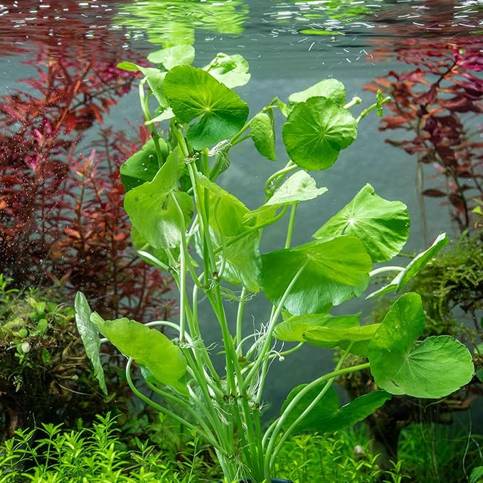 SubstrateSource Live Plants – Brazilian Pennywort (Hydrocotyle leucocephala) – Low to Medium Light, Bright Green Accent, Midground to Background Aquarium Placement, Stem Growth – Pot, 1 Pack