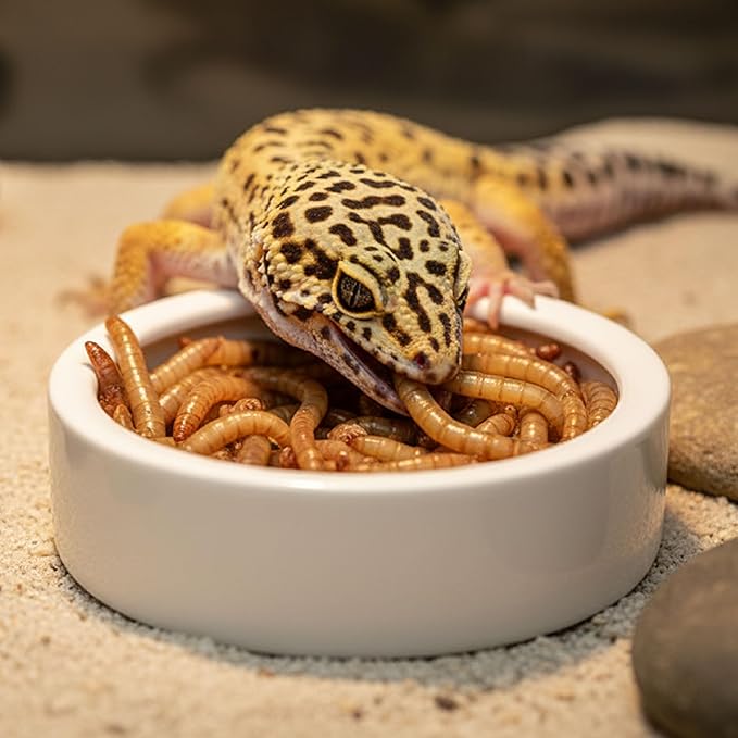 Escape-Proof Reptile Food Dish Bowl, Ceramic Reptile Feeding Dish & Small Animal Bowl for Lizard, Leopard Gecko, Hermit Crab, Hamster, Anti Escape Live Food & Water Dish (3x1in)