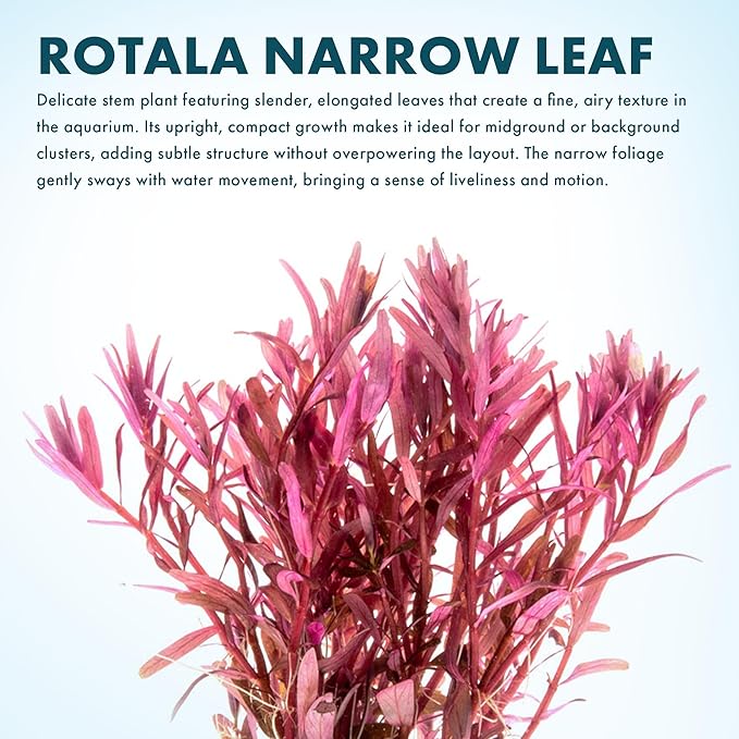 SubstrateSource Live Aquarium Stem Plants - Freshwater Aquatic Plant for Fish Tanks, Aquascaping - (Rotala Narrow Leaf Sp. Red, 1 Bunch)