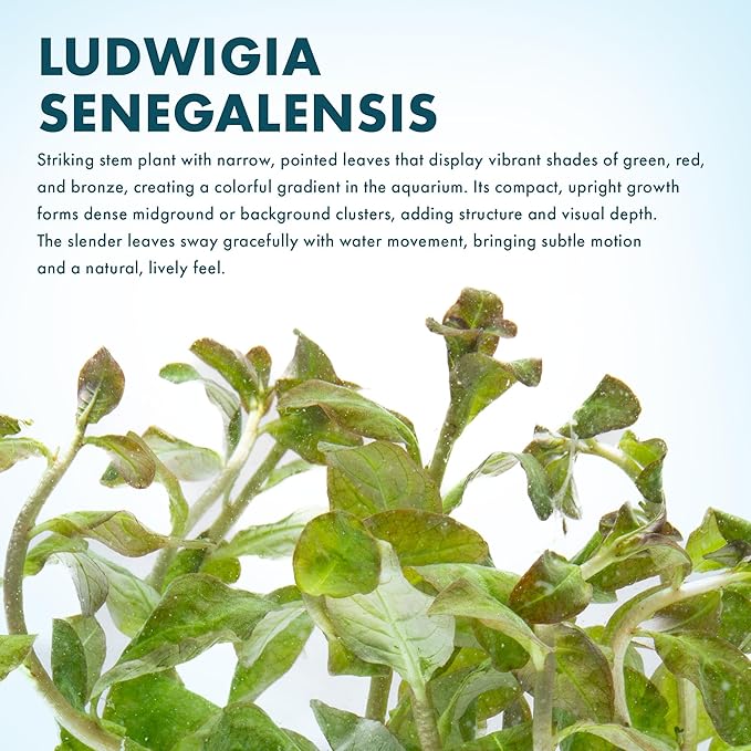 SubstrateSource Live Aquarium Stem Plants - Freshwater Aquatic Plant for Fish Tanks, Aquascaping - (Ludwigia Senegalensis, 1 Bunch)