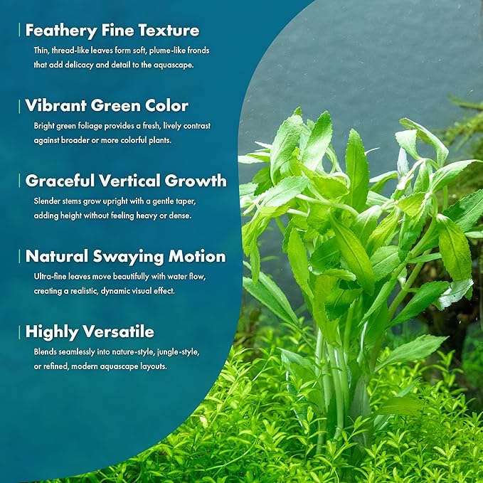 SubstrateSource Live Aquarium Stem Plants - Freshwater Aquatic Plant for Fish Tanks, Aquascaping - (Limnophila Belem, 1 Bunch)