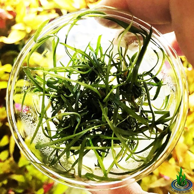 Greenpro | Cryptocoryne Tonkinensis Freshwater Live Aquarium Plants Tissue Culture for Fish Tank Decoration