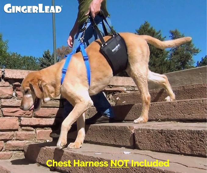 Dog Sling Hind Leg Support, M/LG Unisex with Cutout, Made in USA | Help Pets Walk, K9s Recover from Surgery, Fits Male & Female, Integrated Leash, Machine Wash/Dry, Chest Harness NOT Included