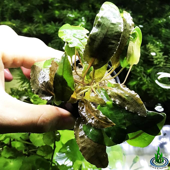 Cryptocoryne Wendtii Tropica Potted Live Aquarium Plants Freshwater Fish Tank Decorations