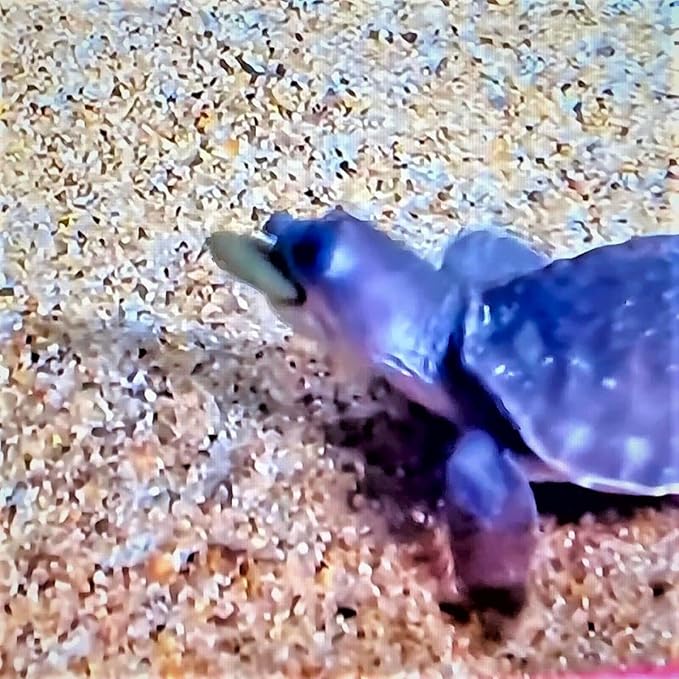 Aquatic Foods Inc. Sinking 12mm - 1/2" Spirulina Algae Wafers, Ideal for All Bottom Fish, Plecos, Shrimp, Snails, Crayfish, All Herbivorous and Omnivorous Tropical Fish...1-lb