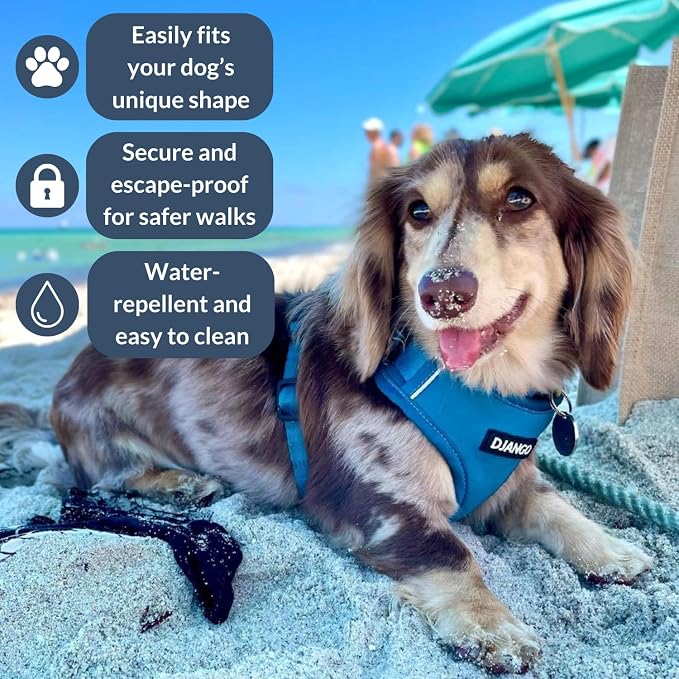 Adventure Dog Harness - Stylish & Durable Small Dog Harness for Outdoor Adventures and Everyday Wear - Pacific Blue Neoprene Adjustable Harness for Dogs with Reflective Piping, Brass D-Ring