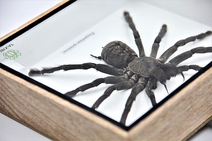 Real Giant Tarantula EURYPEIMA SPINCRUS Spider Taxidermy Boxed Display