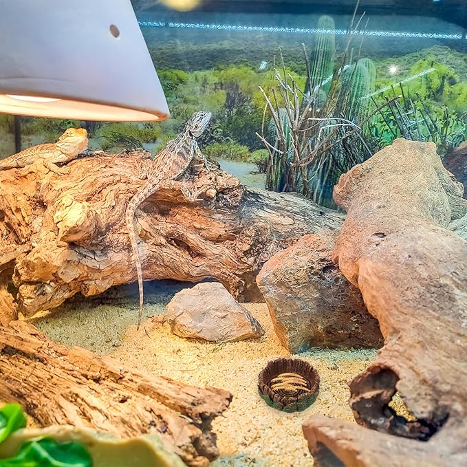 Bearded Dragon Food Bowl Small Reptile Water Dish, 2 Pack Reptile Bowl Feeding Large Food Bowls Water Dish for Hermit Crab Leopard Gecko Frog Tortoise Bearded Dragon Lizardtank Feeding(3 * 3 * 1in)