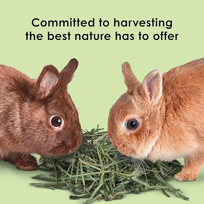 Kaytee Timothy Hay Blend Cubes for Pet Rabbits, Guinea Pigs, Chinchillas, and Other Small Animals, 1 Pound