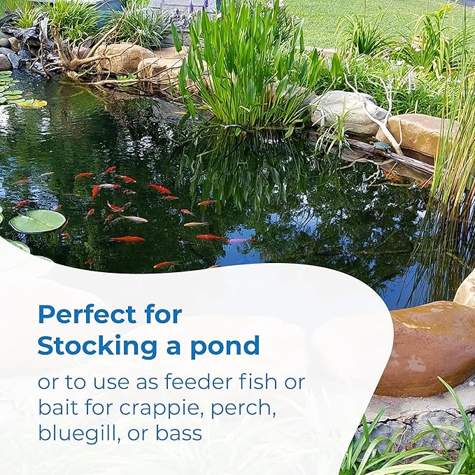 Toledo Goldfish Rosie Red Minnows - Versatile Live Fish Perfect for Aquariums or as Feeder Fish for Ponds - Small, 150 Count