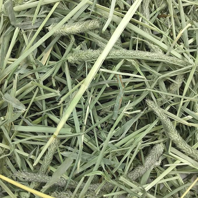 Oxbow Timothy Hay, Rabbit & Guinea Pig Hay, High Fiber for Digestive Health, Grown in the USA, Veterinarian Recommended Small Pet Supplies, for Rabbits, Guinea Pigs, & Chinchillas, 15 oz. (Pack of 2)