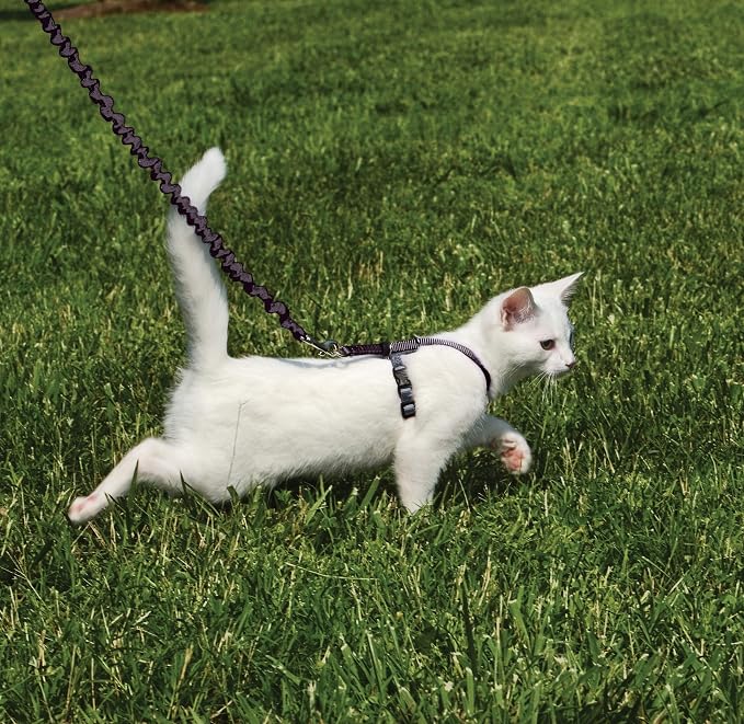 PetSafe Come with Me Kitty Harness and Bungee Cat Leash, Black, Small | Adjustable 2-Point Fit Applies Gentle Pressure to Shoulders, Not Neck, for Kittens and Small Cats with 9 in - 11 in Girth