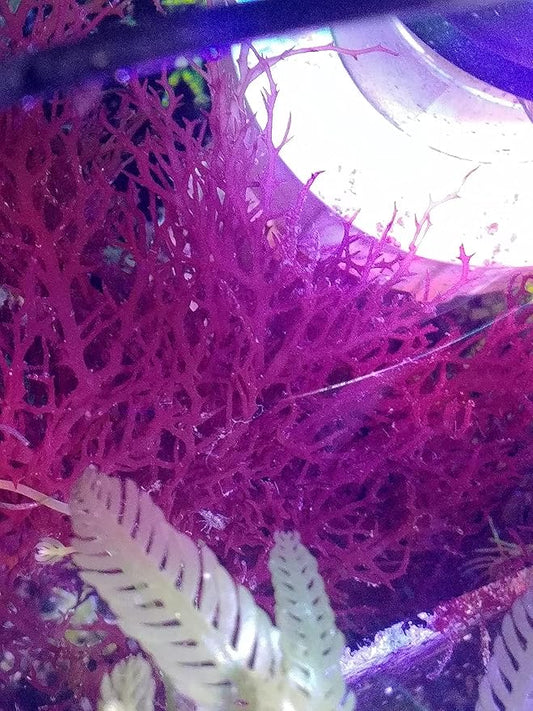 Generic Live Red Parvispora Gracilaria Macro Algae Reef Refugium Saltwater Plant Marine
