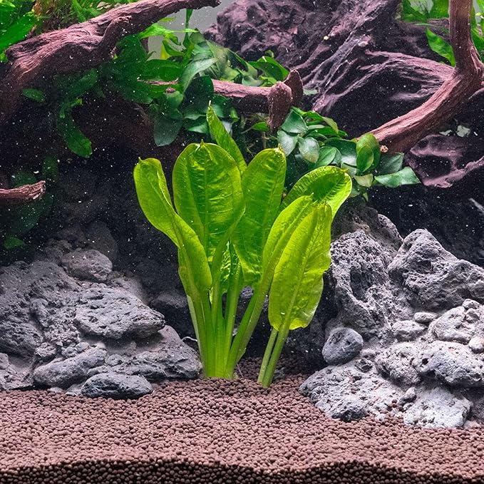 SubstrateSource Echinodorus Parviflorus Rosette Sword Live Plant for Freshwater Aquariums, Natural Fish Tank Decorations, and Aquatic Decor (1 Pot (2-3 Plants))