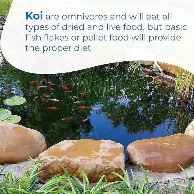 Toledo Goldfish Standard Fin Koi, Variety of Colors and Patterns - Beautiful Live Fish Perfect for Ponds, Tanks, and Aquariums - 6-8 Inches, 5 Count