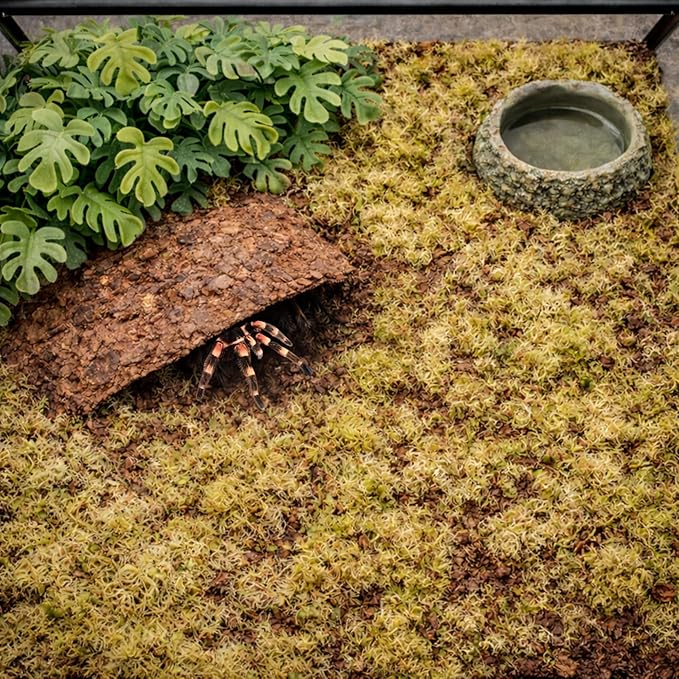 Tarantula Rehousing Supply Kit - Beginner Tarantula Setup Supplies - Substrate, Moss, Plant & Water Dish - Spider Habitat Terrarium Kit