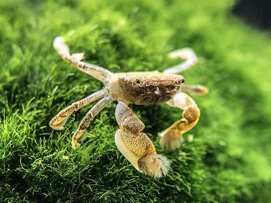 Aquatic Arts 5 Live Freshwater Pom Pom Crabs | Real Living Nano Aquarium Fish Tank Pet | Betta/Danio/Rasbora/Guppy Compatible