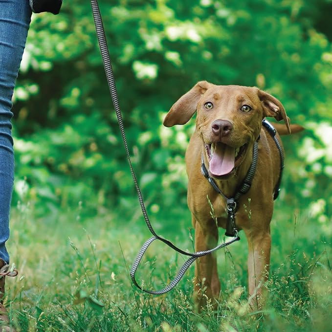 Blue-9 Reflective Buckle-Neck Balance Harness, Fully Customizable Fit No-Pull Harness with 3M Reflective Stitching, Ideal for Dog Training and Obedience, Made in The USA, Grey, Small