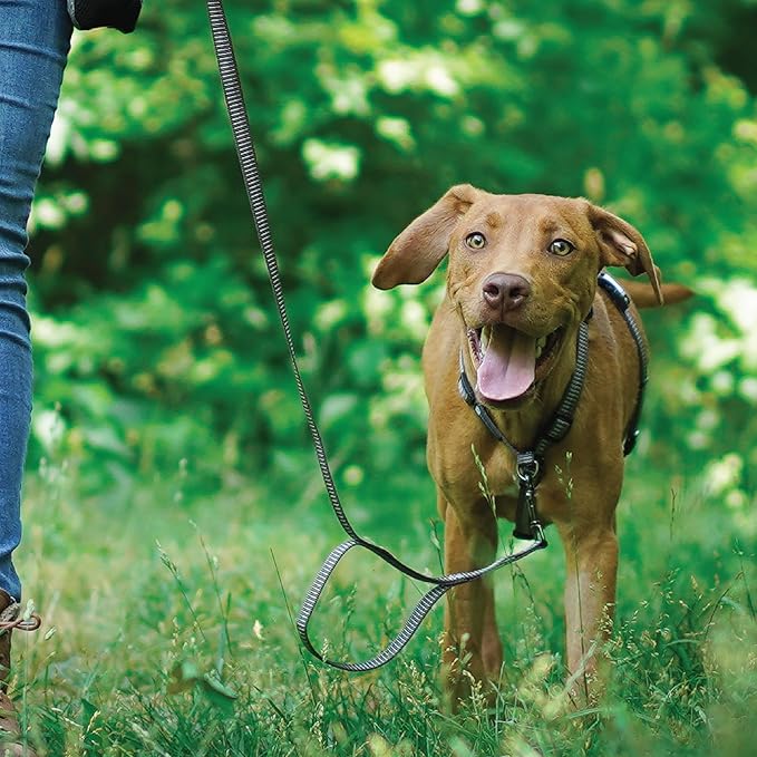 Blue-9 Reflective Buckle-Neck Balance Harness, Fully Customizable Fit No-Pull Harness with 3M Reflective Stitching, Ideal for Dog Training and Obedience, Made in The USA, Grey, XS