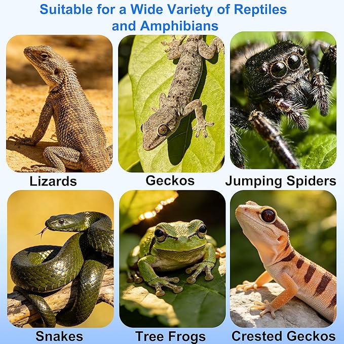 Strong Magnetic Reptile Ledge Acrylic Gecko Feeding Ledge Reptile Food Water Feeder Dish for Chameleon Spider Bearded Dragon Jumping Spider Tank Accessories
