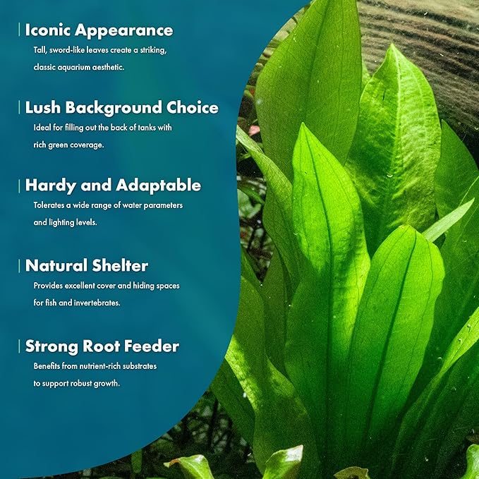 SubstrateSource Amazon Sword Echinodorus Bleheri Live Plant for Freshwater Aquariums, Natural Fish Tank Decorations, and Aquatic Decor (1 Pot (2-3 Plants))