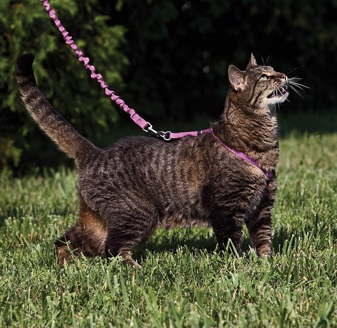 PetSafe Come with Me Kitty Harness and Bungee Cat Leash, Dusty Rose, Large | Adjustable 2-Point Fit Applies Gentle Pressure to Shoulders, Not Neck, for Average and Large Cats with 13 in - 18 in Girth