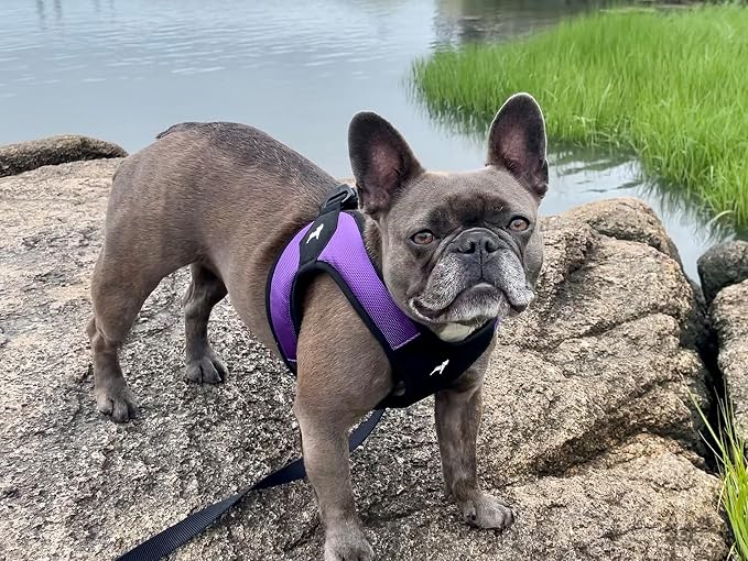 Gooby Escape Free Easy Fit Dog Harness, Step-in, Purple, Small | Patented escape-free frame; Contracts if they back out; Step-in easy on/off; Machine washable; Light POM leash ring
