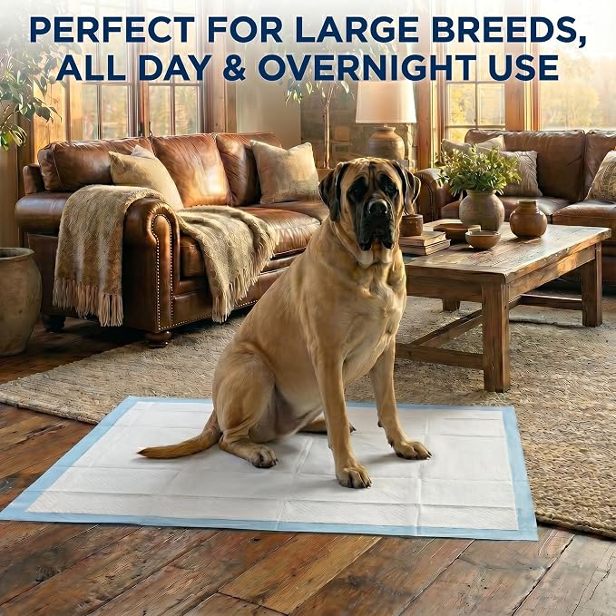 Pee Pads for Dogs Extra Large 37x54 XXXL 50 Count Leak Proof Heavy Duty | With adhesive tabs, 24 hour absorbent, disposable XXL puppy training pads for large dog breeds. 6-layer, non-slip backing