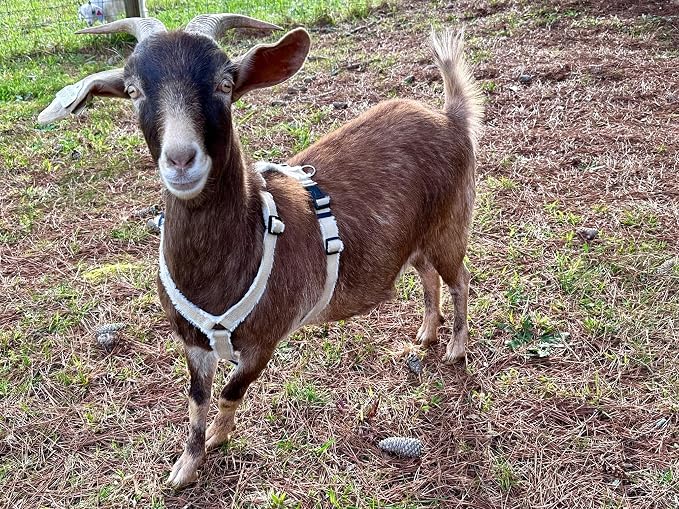Asatre Adjustable Lined Hemp Goat Harness, Sheep, Livestock Halter, Durable Multi-Clasp Harness, Eco-Friendly Livestock Gear, Comfortable Farm Pet Accessory (Medium)