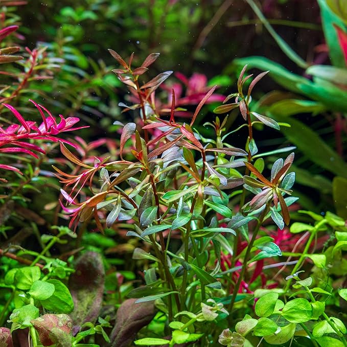 SubstrateSource Live Aquarium Stem Plants - Freshwater Aquatic Plant for Fish Tanks, Aquascaping - (Needle Leaf Ludwigia Arcuata, 1 Bunch)