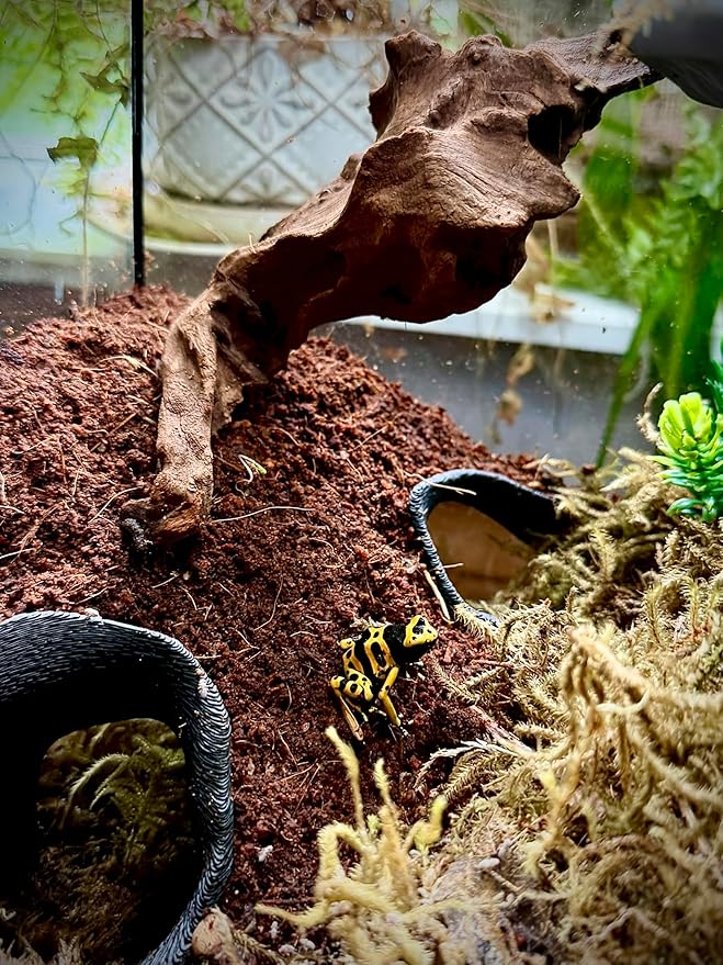 Aquarium & Terrarium Corner Underground Cave – Faux Mangrove Root Hideout for Betta, Corydoras, Shrimp, Geckos & Snakes – Natural-Look Tank Decor in Textured Root Style (Dark Chocolate, 7.5"x7.5"x4")