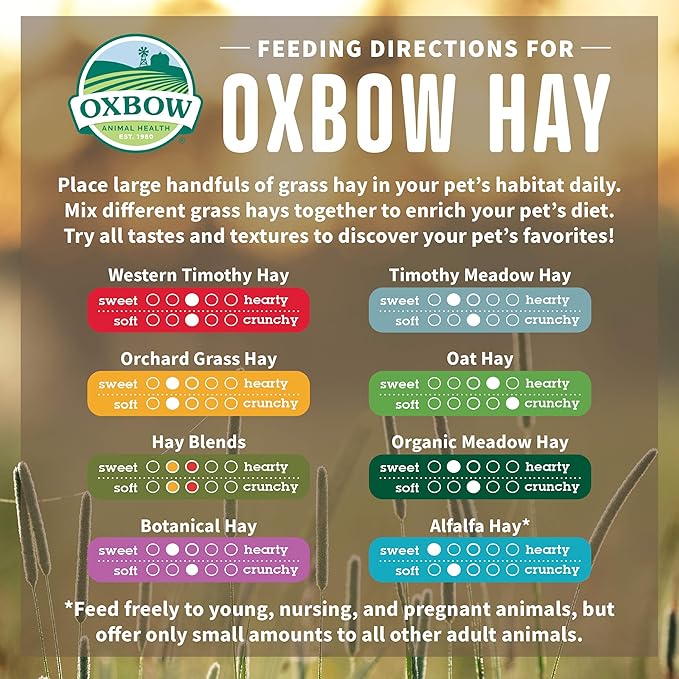 Oxbow Orchard Grass Hay for Small Pets – All-Natural Long Strand Fiber Hay for Rabbits,Guinea Pigs,Chinchillas,and Hamsters – Supports Digestive Health and Enrichment-– 40 oz Bag,(Pack of 2)