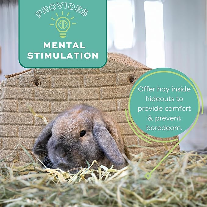 Oxbow Orchard Grass Hay for Small Pets – All-Natural Long Strand Fiber Hay for Rabbits,Guinea Pigs,Chinchillas,and Hamsters – Supports Digestive Health and Enrichment-– 40 oz Bag,(Pack of 2)
