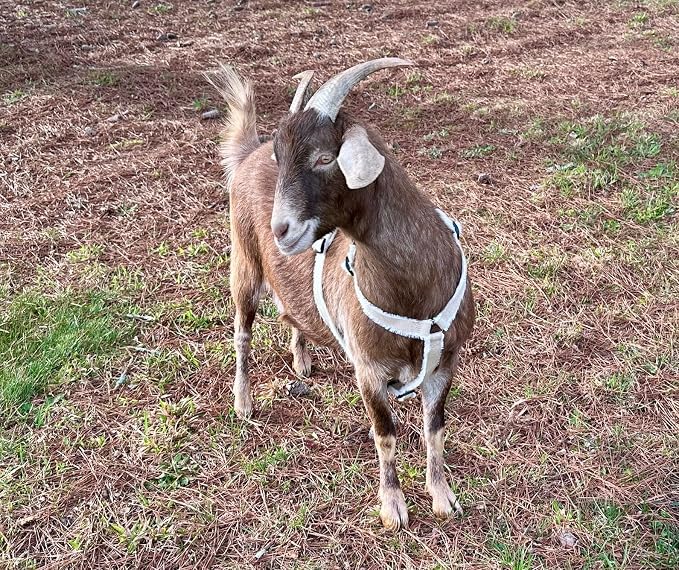 Asatre Adjustable Lined Hemp Goat Harness, Sheep, Livestock Halter, Durable Multi-Clasp Harness, Eco-Friendly Livestock Gear, Comfortable Farm Pet Accessory (Medium)