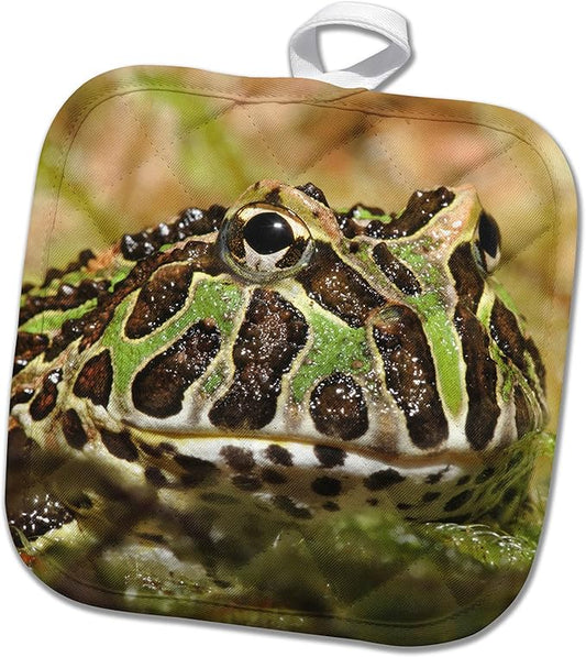 3dRose Pacman Frog, South American Horned Frog - NA02 AJE0359 - Adam Jones 8x8 Potholder